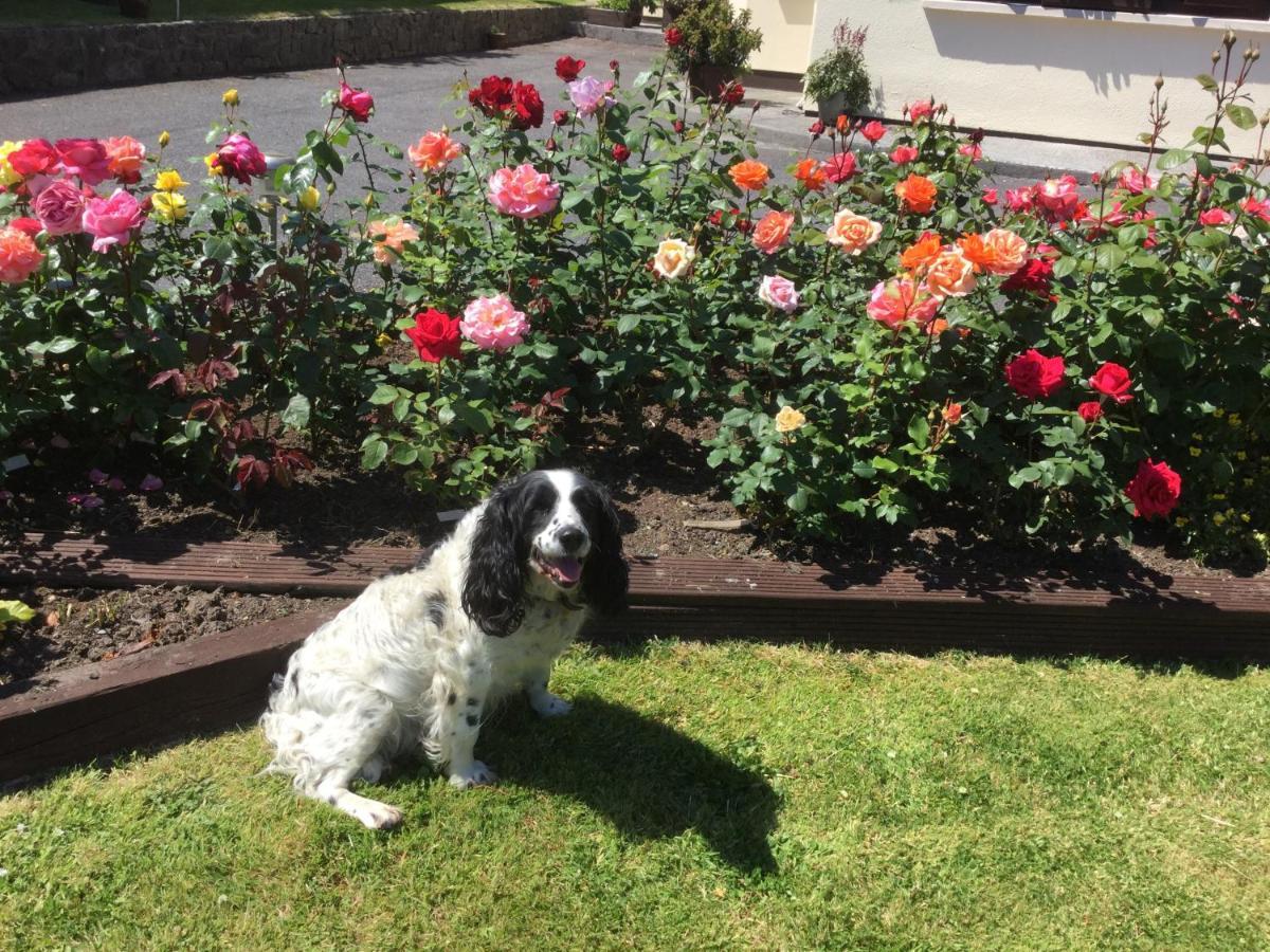 Weir View Bed And Breakfast Durrow Buitenkant foto